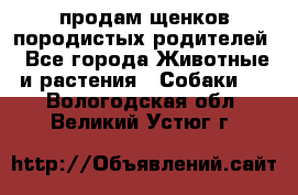 продам щенков породистых родителей - Все города Животные и растения » Собаки   . Вологодская обл.,Великий Устюг г.